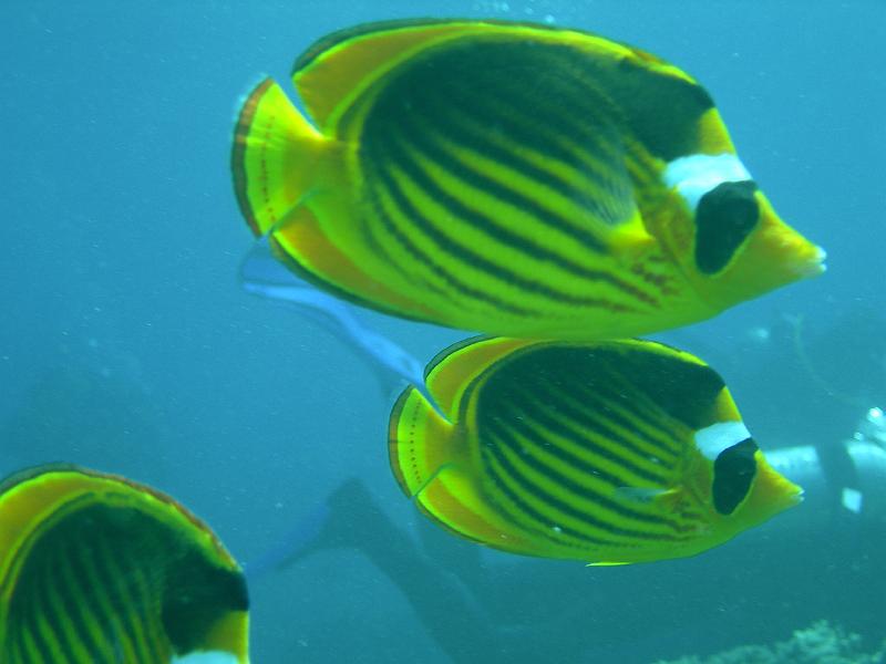 SAFAGA 07  2008 160.jpg